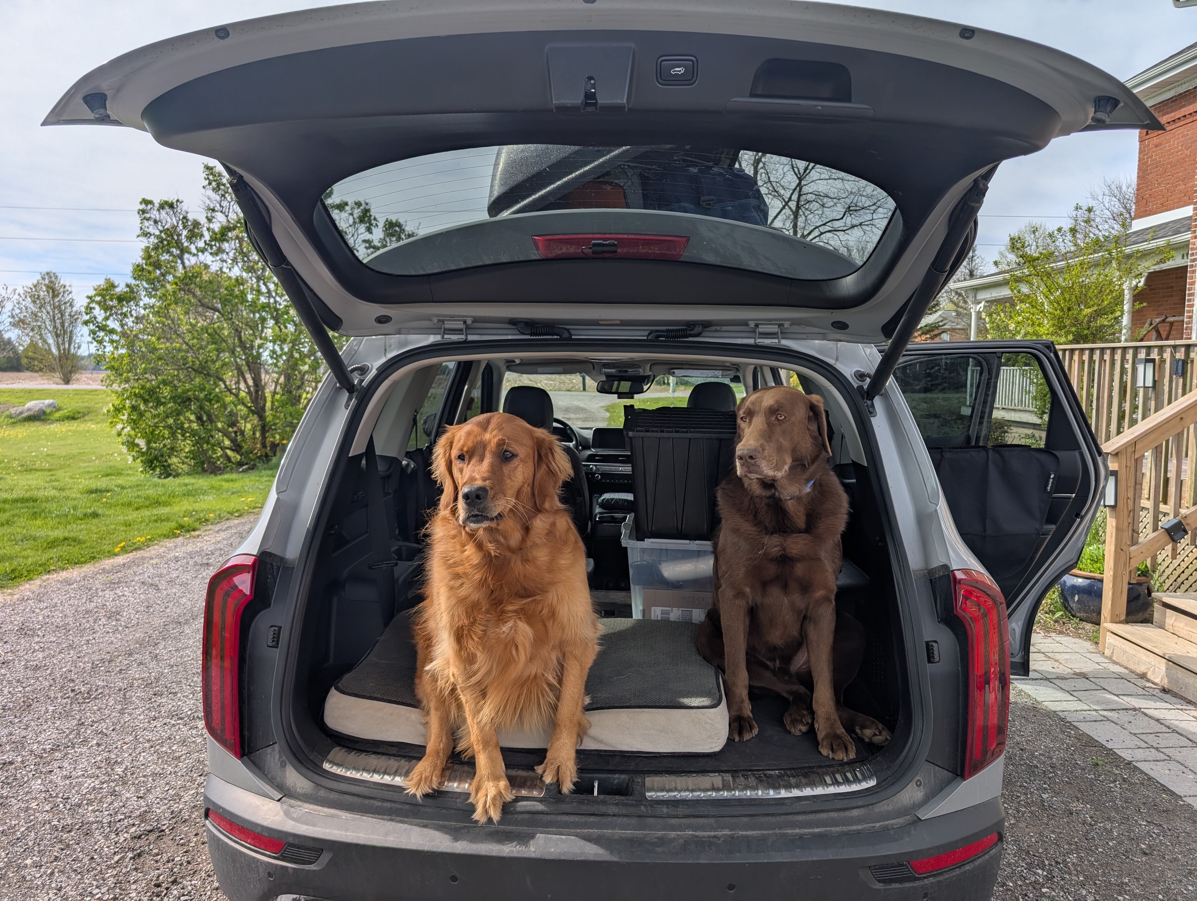 The founder's golden retriever and chocolate Labrador sitting in the open trunk of the family SUV